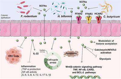 Alterations in the Gut Microbiota and Their Metabolites in Colorectal Cancer: Recent Progress and Future Prospects